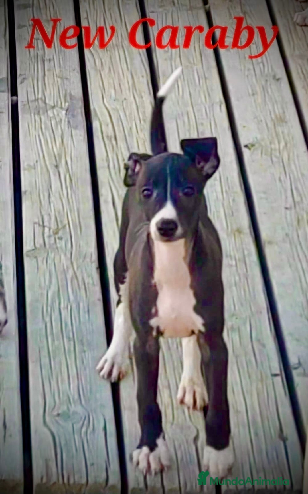 Whippet perros en venta: Whippet en Caraby Benidorm  - Anuncio 2