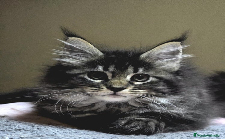 Maine Coon gatos - Anuncio 1