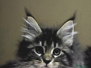 Maine Coon gatos - Anuncio 2