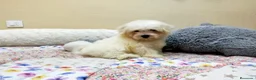 Bichón Maltés perros en venta: PRECIOSOS BICHON MALTES  LINEA TOY  - Anuncio 29