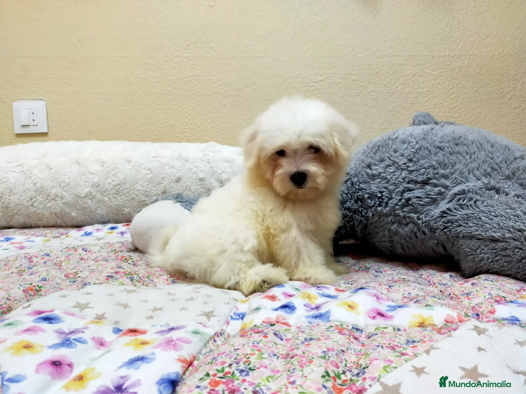 Bichón Maltés perros en venta: PRECIOSOS BICHON MALTES  LINEA TOY  - Anuncio 29