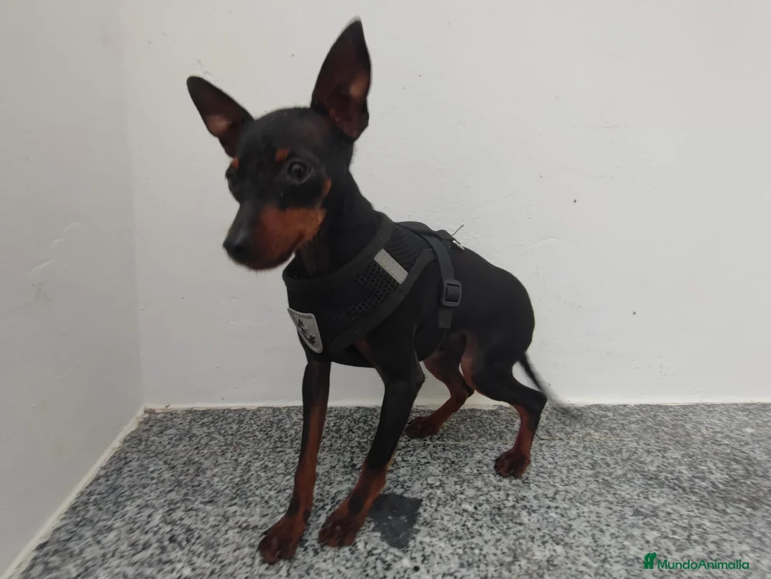 Ratón de Praga perros en venta: RATONA DE PRAGA 8 MESES - Anuncio 6