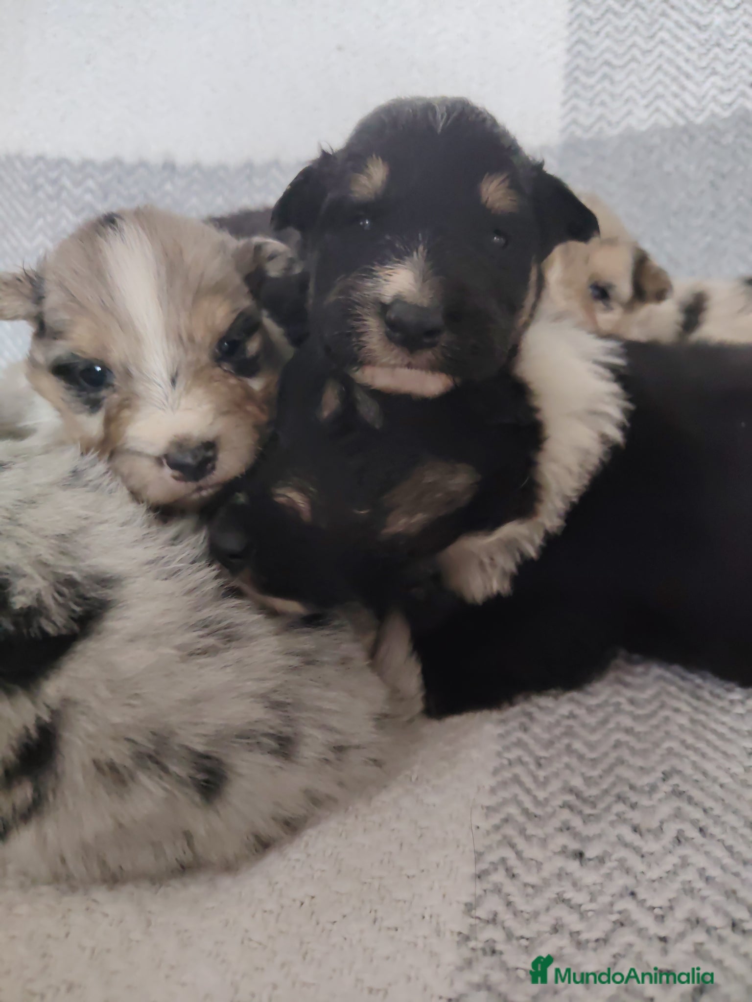Collie de Pelo Largo perros Cachorros collie pelo largo/ rough collie - Anuncio 2