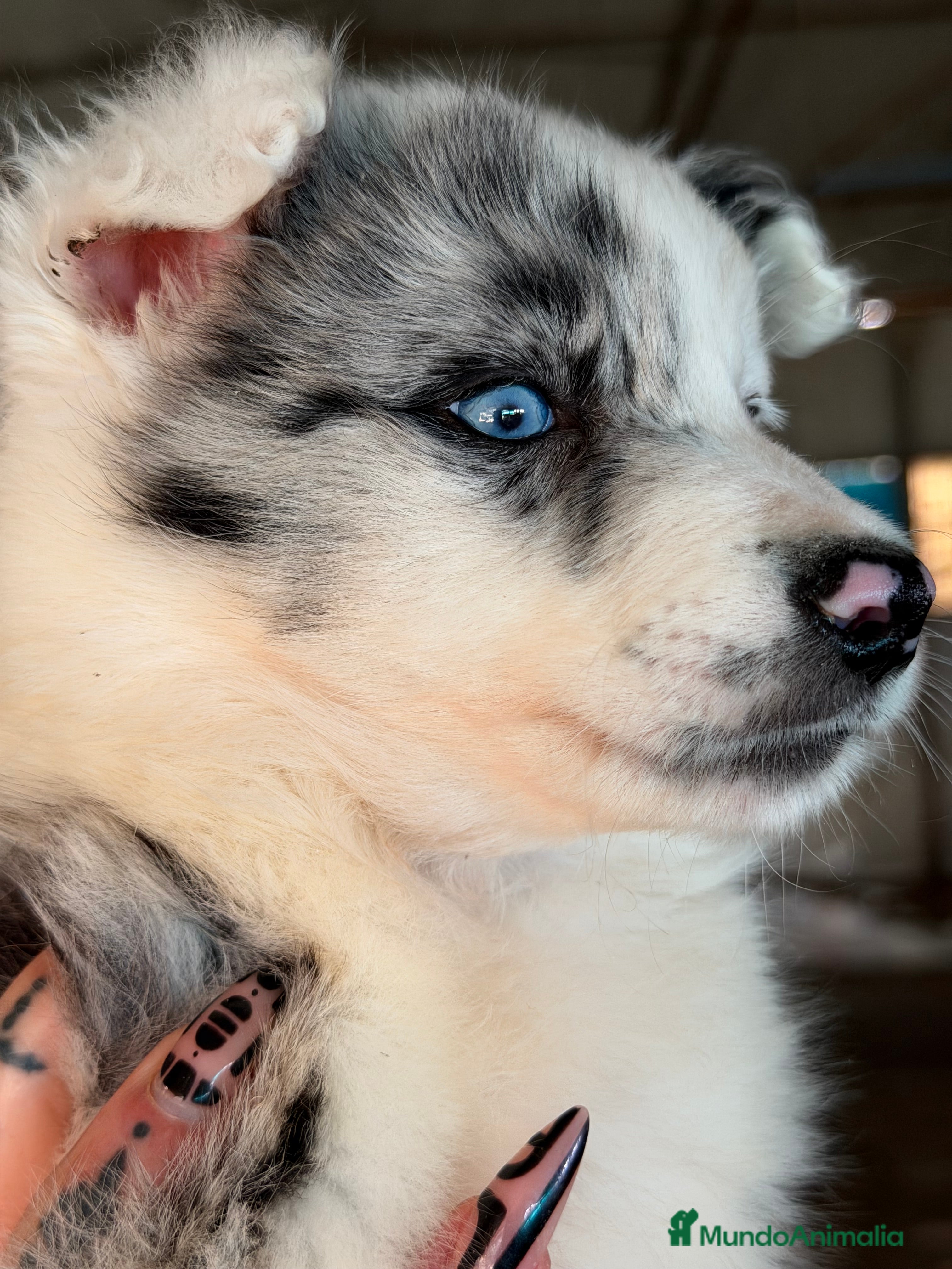 Border Collie perros Border colllie Merle  - Anuncio 1