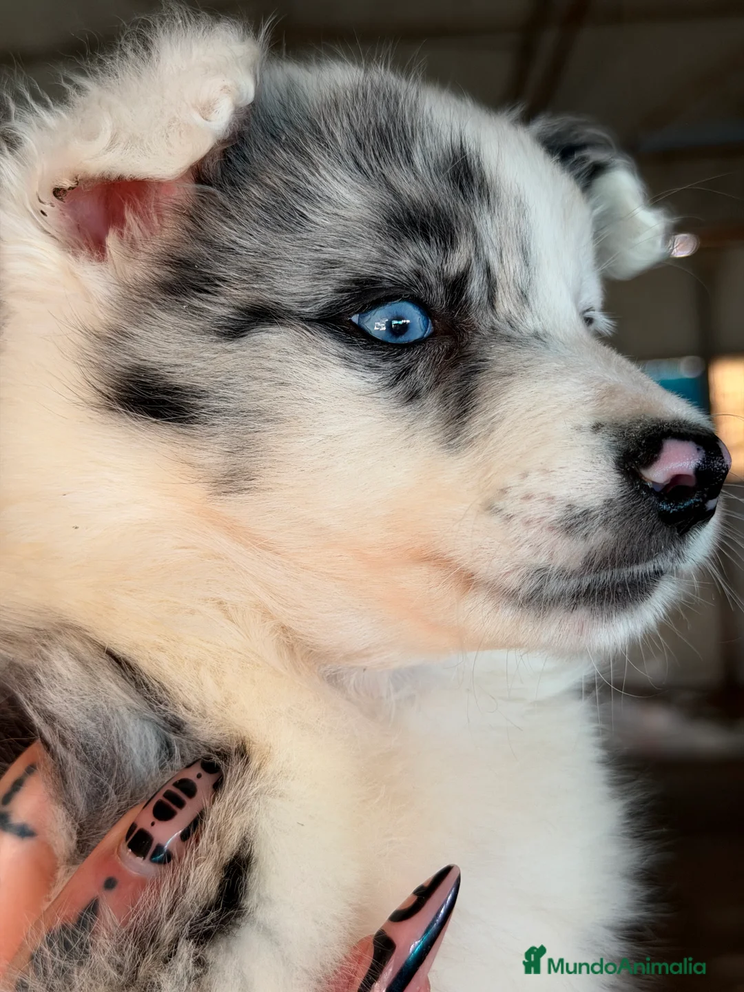 Border Collie perros en venta: Border colllie Merle  - Anuncio 1