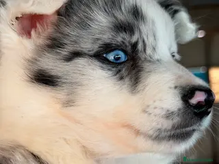 Border Collie perros Border colllie Merle - Anuncio 1