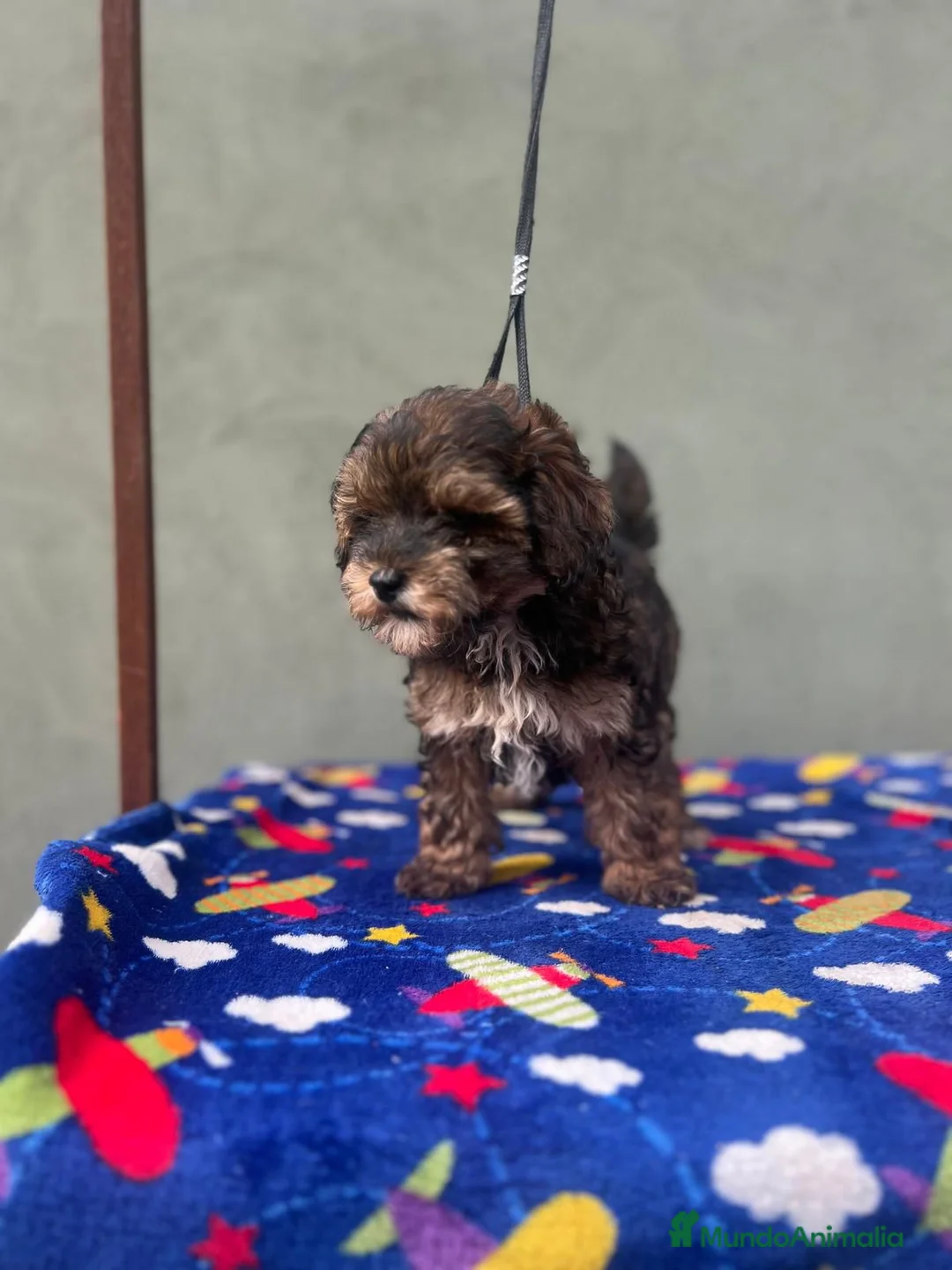 Maltipoo perros en venta: Hembra maltipoo  - Anuncio 2