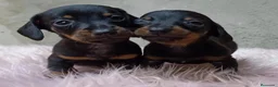 Teckel Miniatura perros en venta: Ultimo teckel mini macho - Anuncio 3