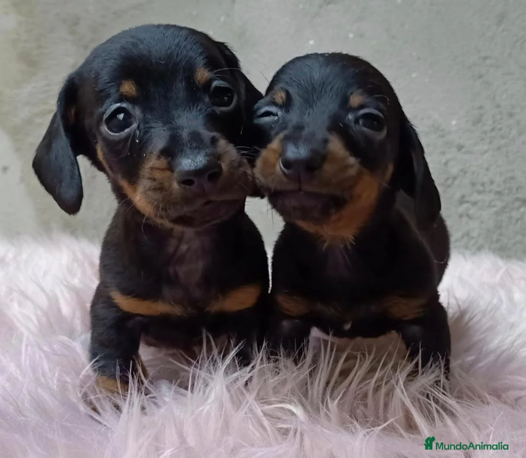Teckel Miniatura perros en venta: Ultimo teckel mini macho - Anuncio 3