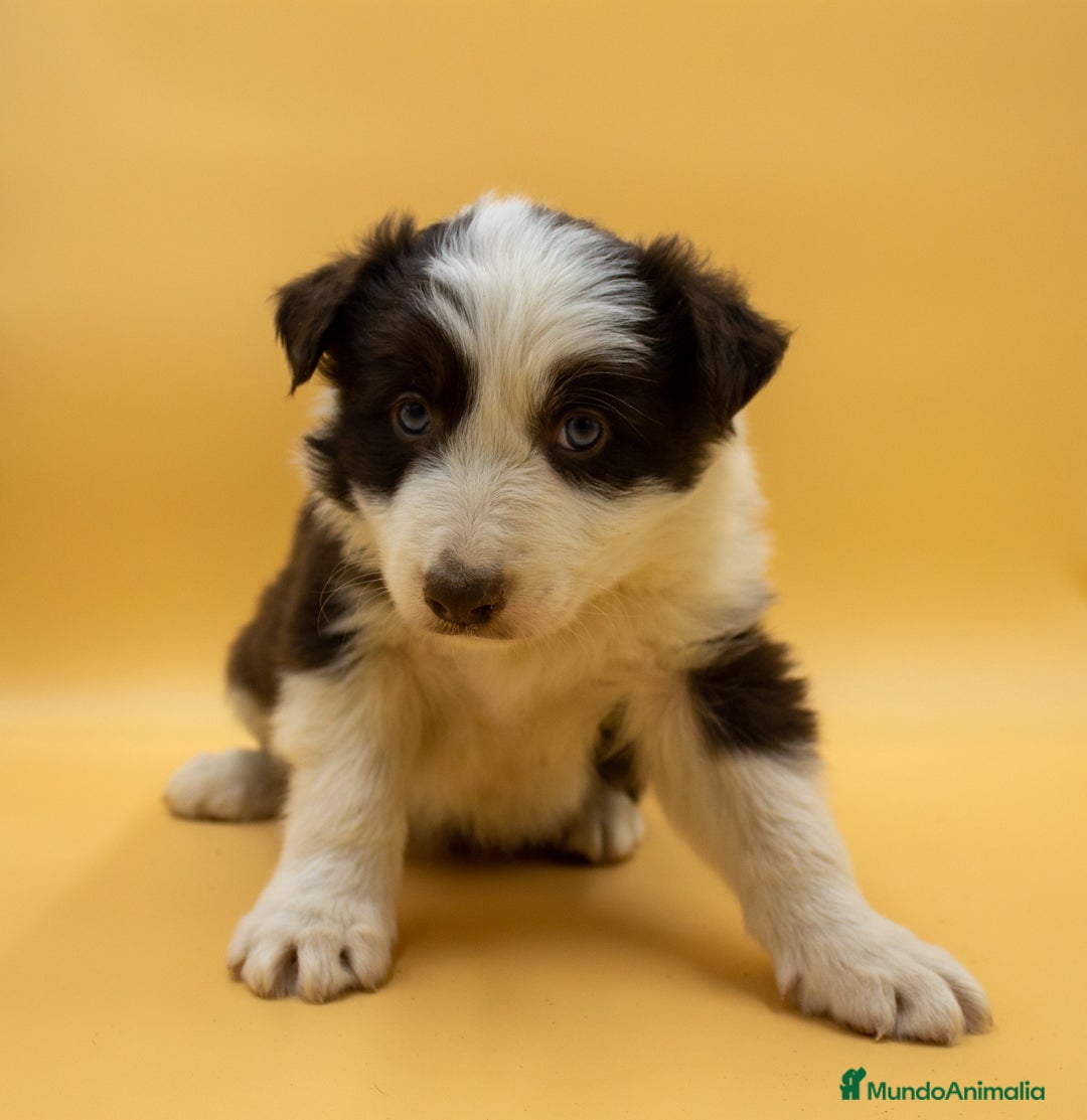 Border Collie perros en venta: CACHORRO BORDER COLLIE CHOCOLATE - Imagen 5