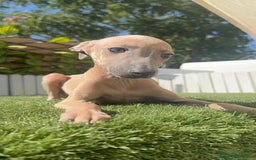 Pequeño Lebrel Italiano perros en venta: PICCOLO MACHO COLOR ISABELA - Imagen 4