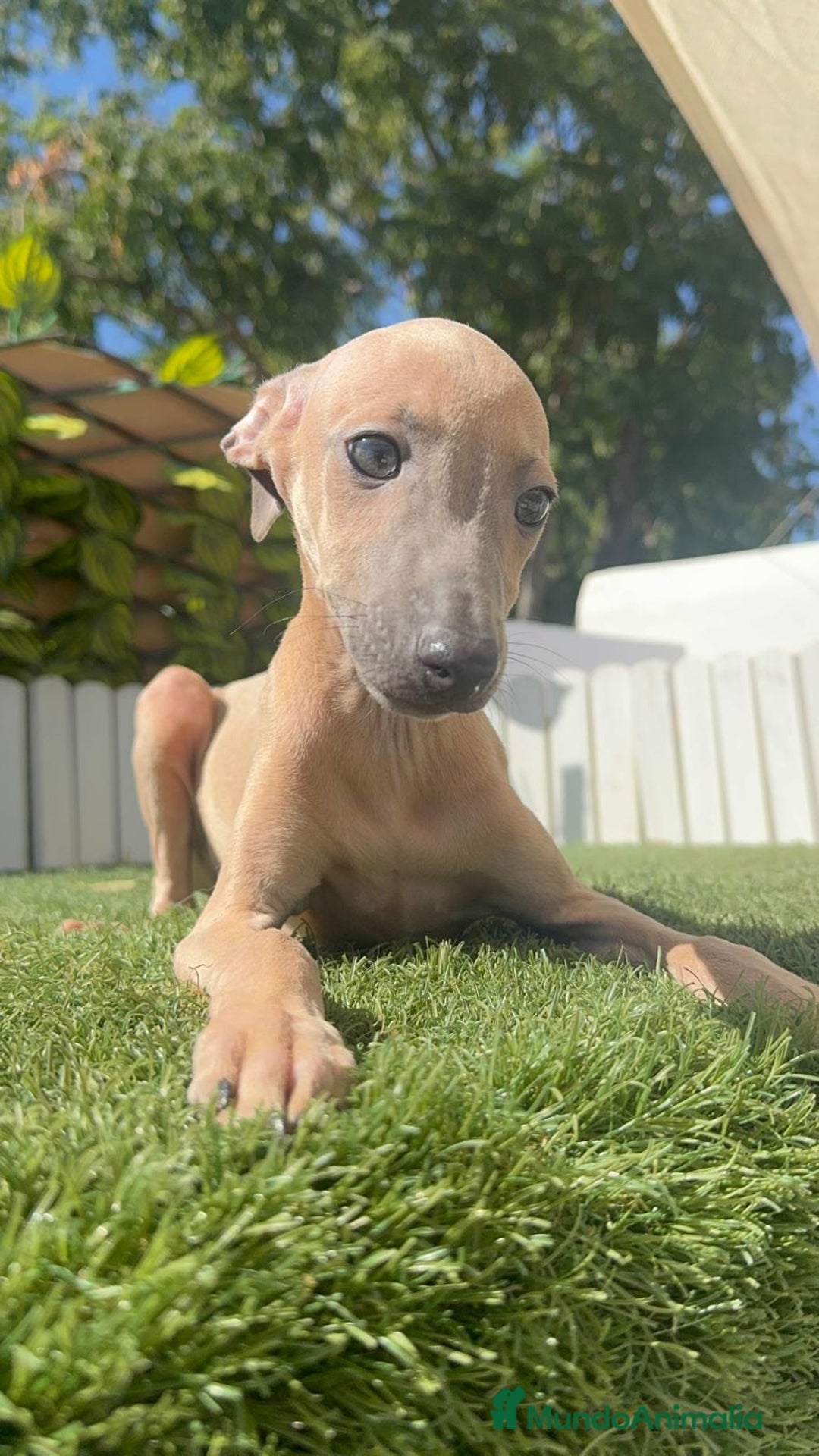 Pequeño Lebrel Italiano perros en venta: PICCOLO MACHO COLOR ISABELA - Imagen 4