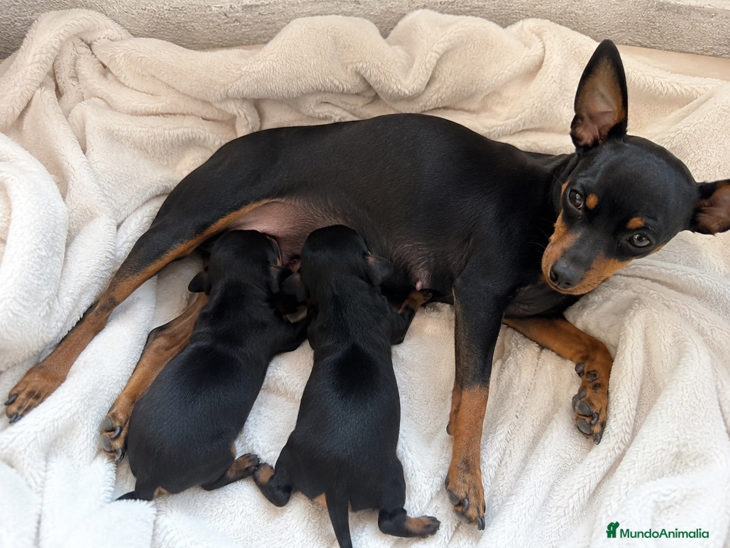 Pinscher Miniatura perros Mini Pinscher cachorros - Anuncio 2