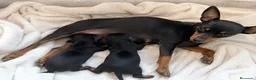 Pinscher Miniatura perros en venta: Mini Pinscher cachorros - Anuncio 1