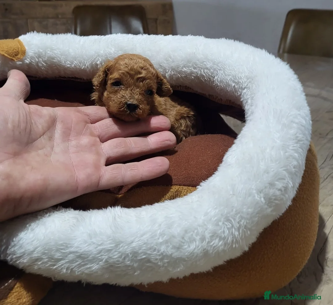 Raza Mixta perros en venta: Caniches espectaculares - Anuncio 1