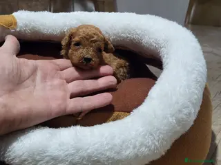 Raza Mixta perros Caniches espectaculares - Anuncio 1