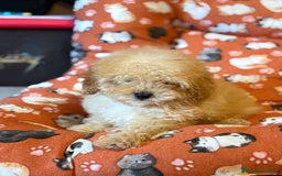 Caniche Toy perros en venta: Último caniche toy apricot  - Anuncio 3