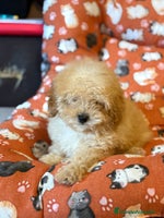 Caniche Toy perros Último caniche toy apricot - Anuncio 3