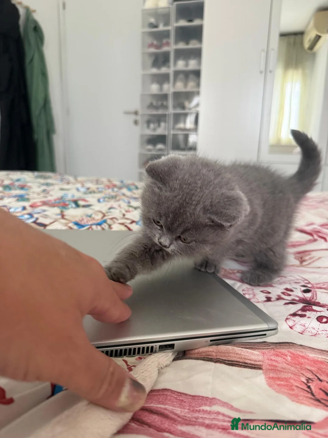 Scottish Fold gatos en venta: scottish fold - Anuncio 6