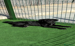 Cane Corso perros en venta: Cachorros de cane corso  - Anuncio 2