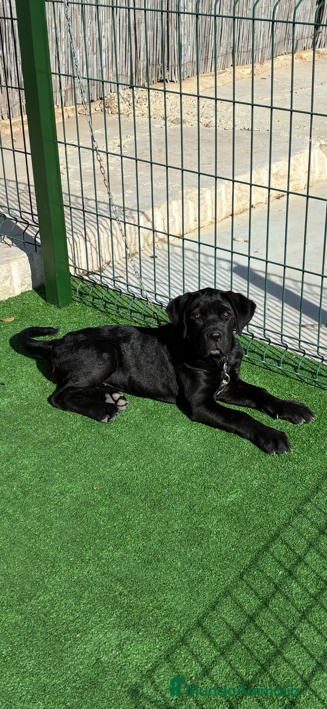 Cane Corso perros en venta: Cachorros de cane corso  - Anuncio 2