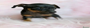 Pinscher Miniatura Cachorro 1