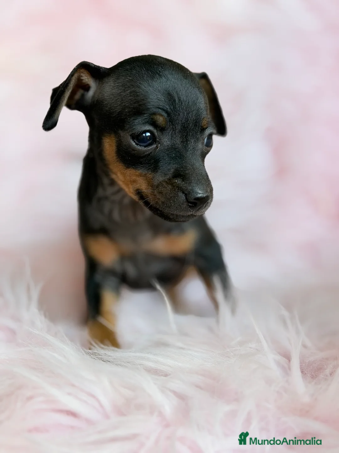 Pinscher Miniatura perros en venta: Minipincher hembra  - Anuncio 4