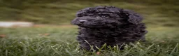 Caniche Toy perros en venta: Caniches Toy color negro  - Anuncio 3