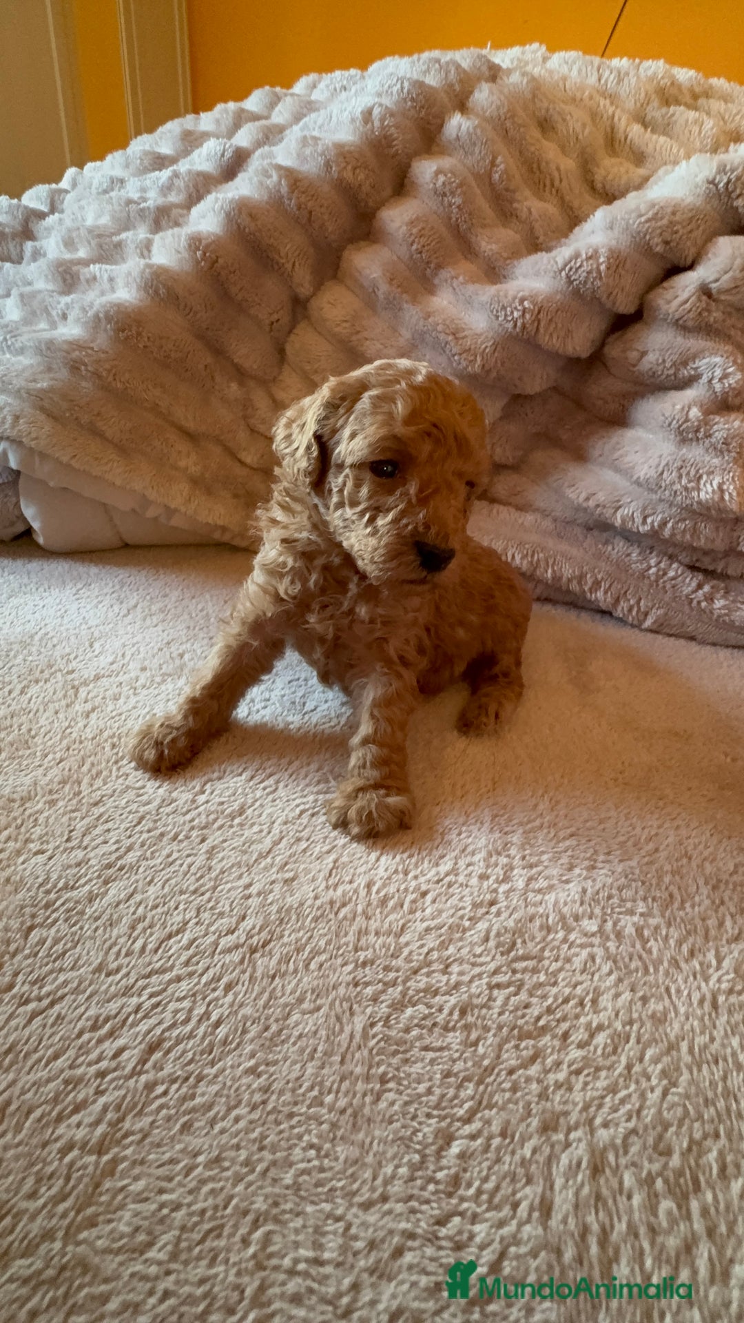 Caniche Toy perros en venta: Precioso cachorro Caniche Toy Rojo - Anuncio 6