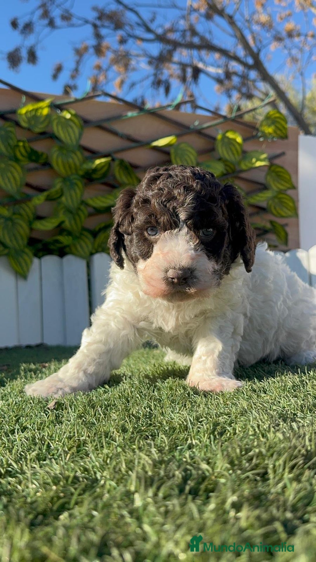 Perro de Agua Español perros en venta: PERRO DE AGUA MACHO - Anuncio 8