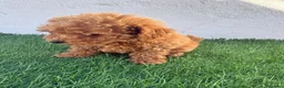 Caniche Toy perros en venta: Caniche toy - Anuncio 8