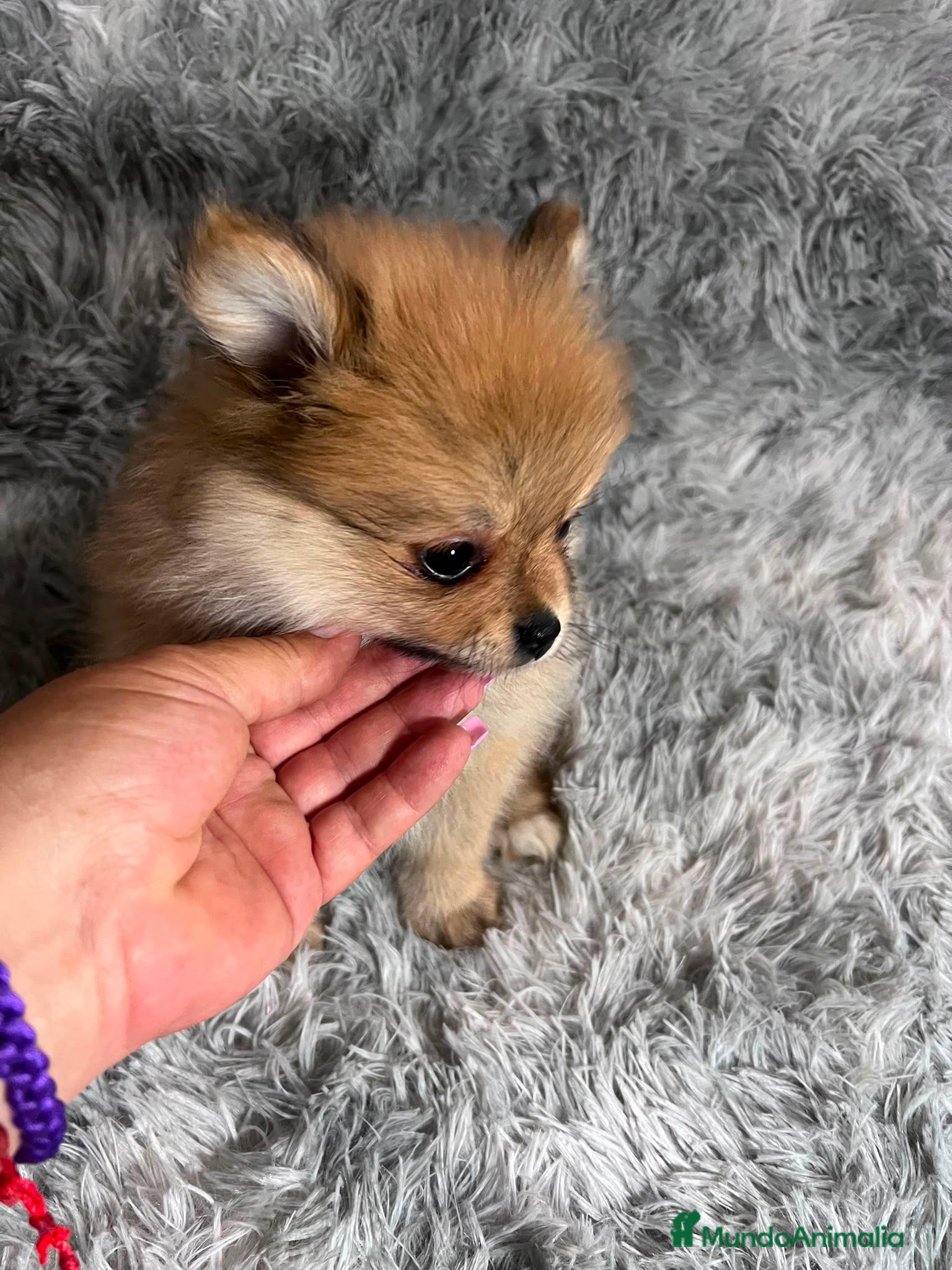 Pomerania perros POMERANIA TOY - Anuncio 2