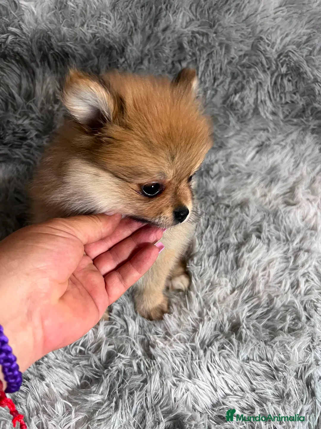 Pomerania perros en venta: POMERANIA TOY - Anuncio 1