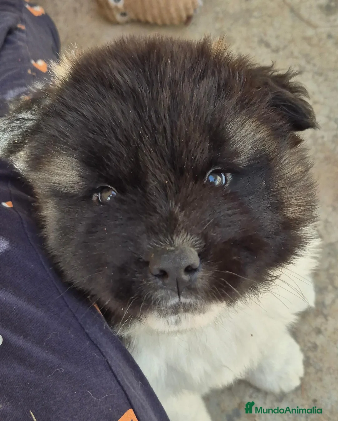 Akita Americano perros en venta: AKITA AMERICANO PELO LARGO - Anuncio 5
