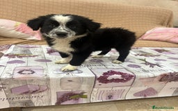Border Collie perros en venta: Oportunidad border collie  - Imagen 2