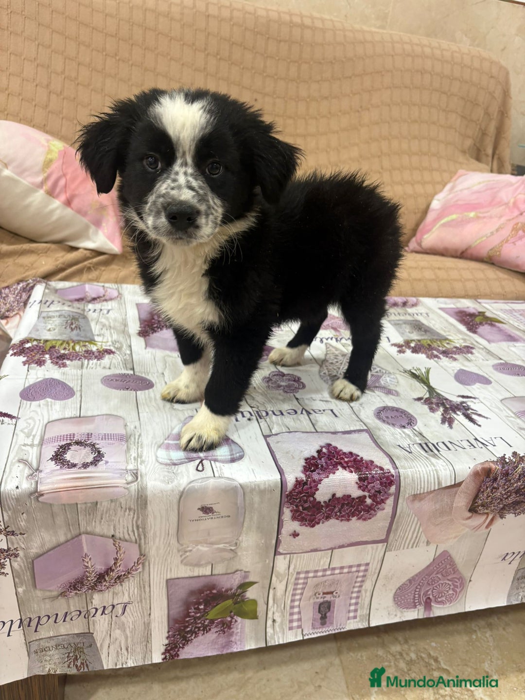 Border Collie perros en venta: Oportunidad border collie  - Imagen 2