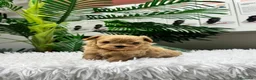 Maltipoo perros en venta: MALTIPOO COREANO 100% - Anuncio 12