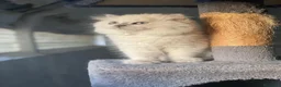 Scottish Fold gatos en venta: camada de scottis fold longhair y shorthair - Anuncio 3
