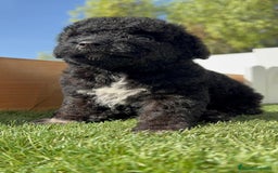 Perro de Agua Español perros en venta: PERRO DE AGUA ESPAÑOL HEMBRA - Imagen 15