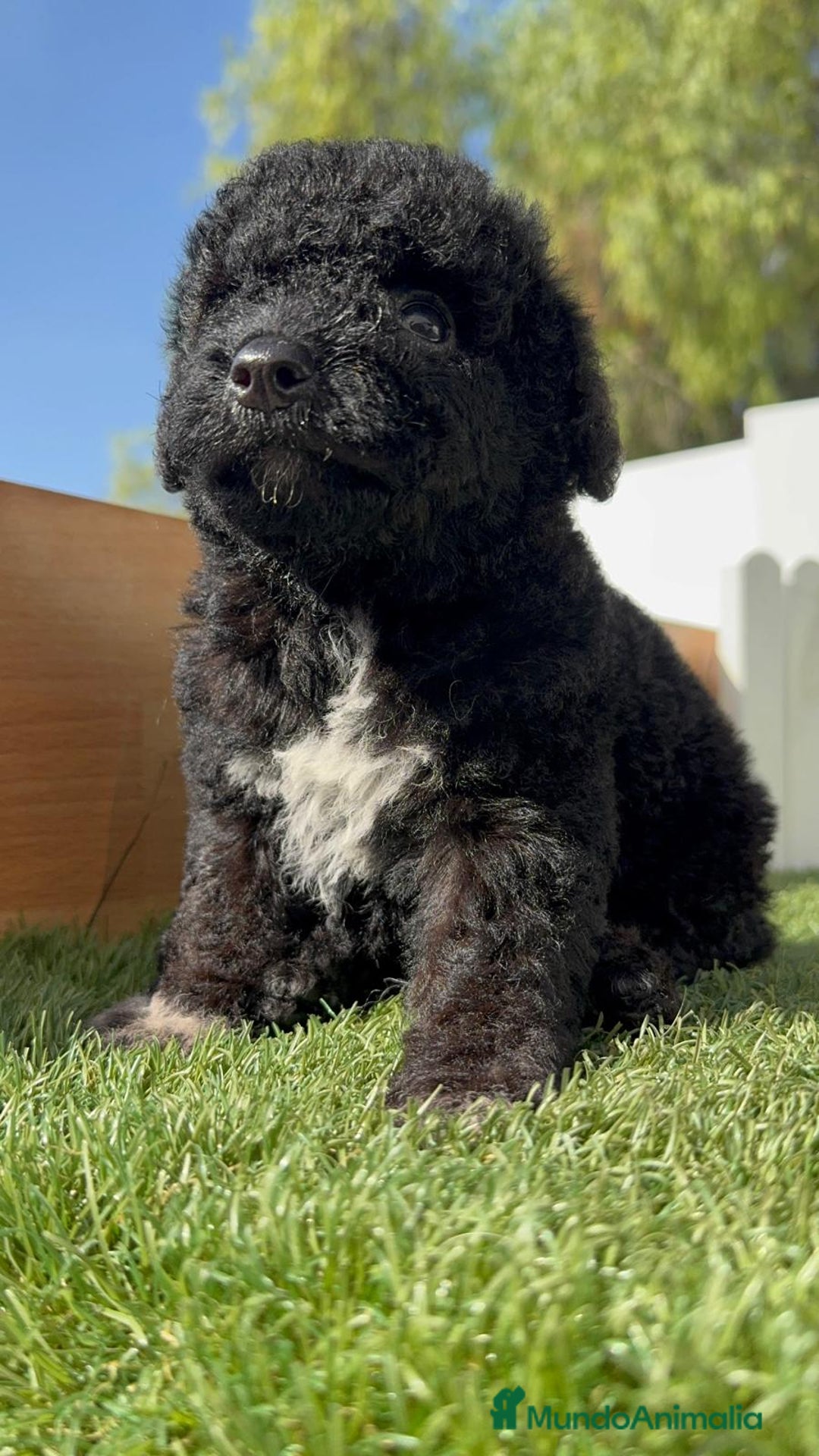 Perro de Agua Español perros en venta: PERRO DE AGUA ESPAÑOL HEMBRA - Imagen 15