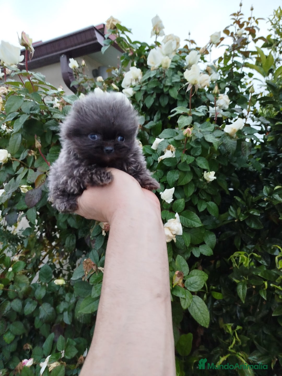Pomerania perros en venta: Lulú de pomerania toy  - Anuncio 4