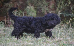 Perro de Agua Español perros en venta: Cachorra perro de agua  - Imagen 9