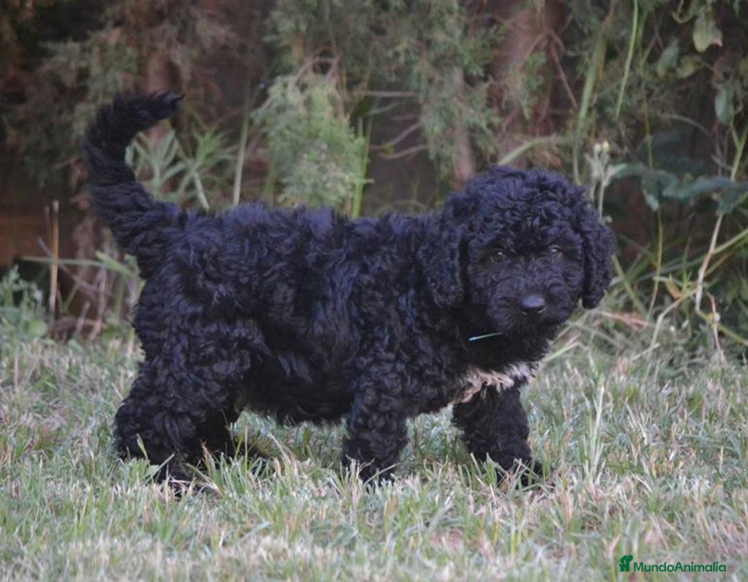 Perro de Agua Español perros en venta: Cachorra perro de agua  - Imagen 9