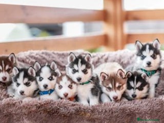 Husky Siberiano perros - Anuncio 4