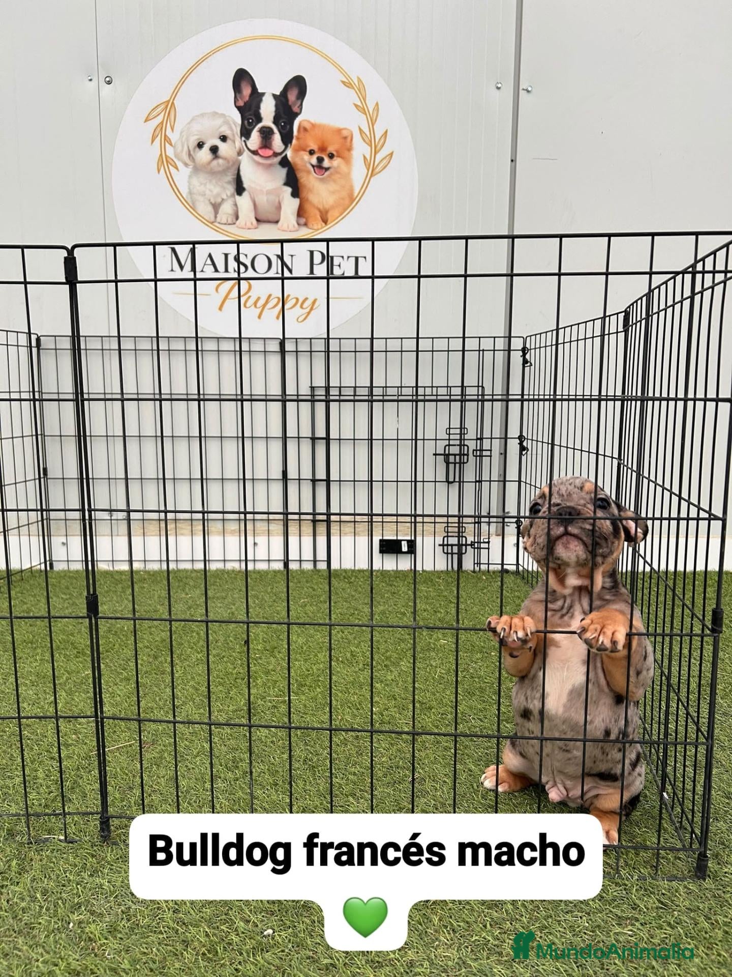 Bulldog Francés perros  CACHORROS DE BULLDOG FRANCÉS DISPONIBLES  - Anuncio 1