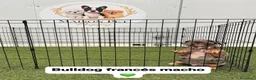 Bulldog Francés perros en venta:  CACHORROS DE BULLDOG FRANCÉS DISPONIBLES  - Anuncio 1