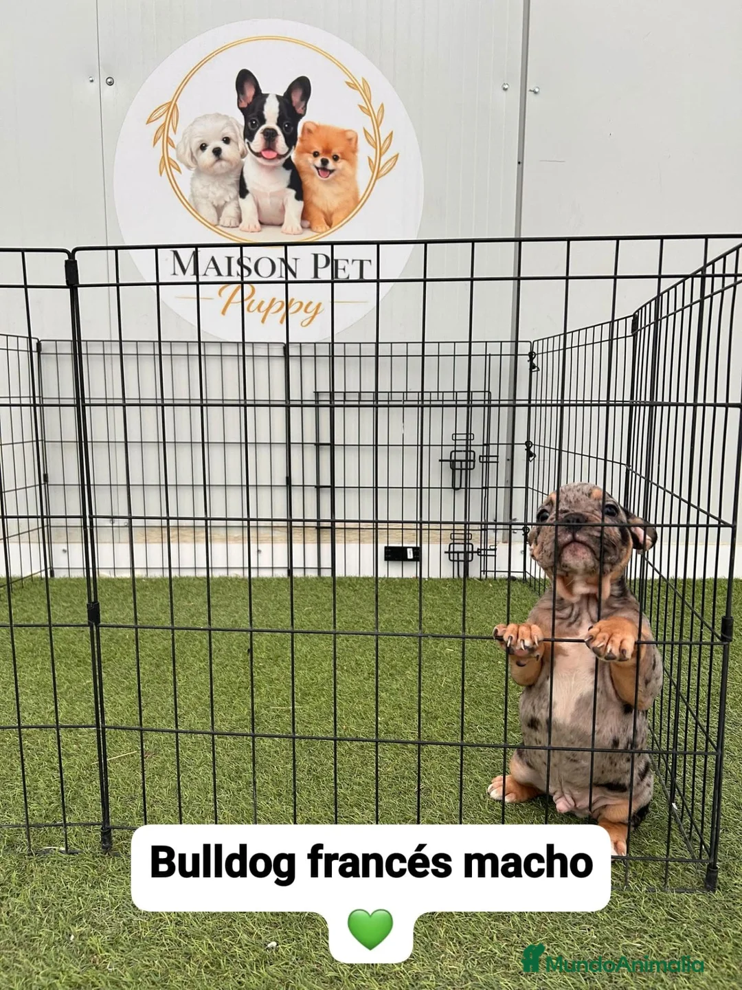Bulldog Francés perros en venta:  CACHORROS DE BULLDOG FRANCÉS DISPONIBLES  - Anuncio 1