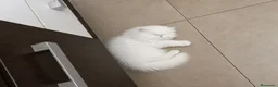 Persa gatos en venta: Persas bebé - Anuncio 9