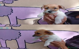 Jack Russell Terrier perros en venta: Jack Rusell lineas de belleza - Anuncio 3