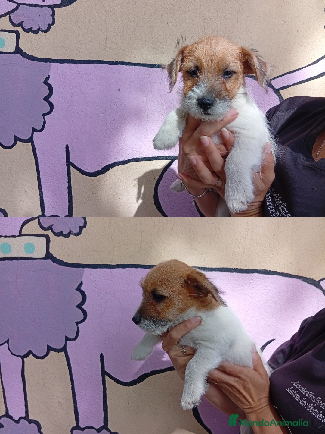 Jack Russell Terrier perros en venta: Jack Rusell lineas de belleza - Anuncio 3